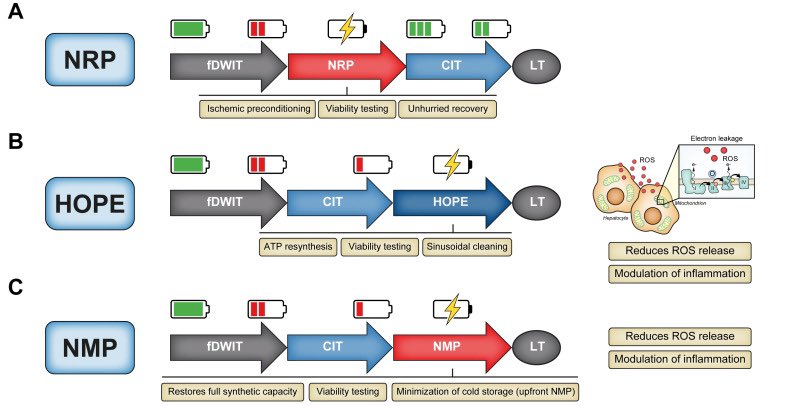 BridgetoLifeLTD's tweet photo. #HOPEfortheWeek:
HOPE induces a slow electron flow through the respiratory chain complexes, thus enabling ATP resynthesis and ultimately preventing the release of ROS and inflammation after reperfusion. Moreover, it allows for sinusoidal cleaning and glycocalyx repair.
#HopeForTheWeek #LiverTwitter
#LiverTransplantation #DCDLiver #MachinePerfusion #HypothermicOxygenatedPerfusion
https://t.co/Ay18O1kEzc