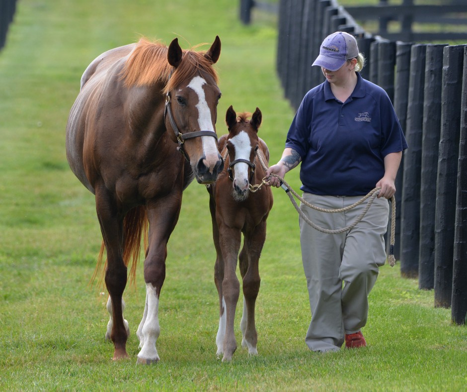 StonestreetFarm's tweet photo. Homebred G2 Black-Eyed Susan Stakes winner KEEN PAULINE and her colt by LIAM's MAP share flashy faces 🌻 #BredandRaised #Storkstreet #foalsof2023 @LanesEndFarms https://t.co/u8R1vi4eMg