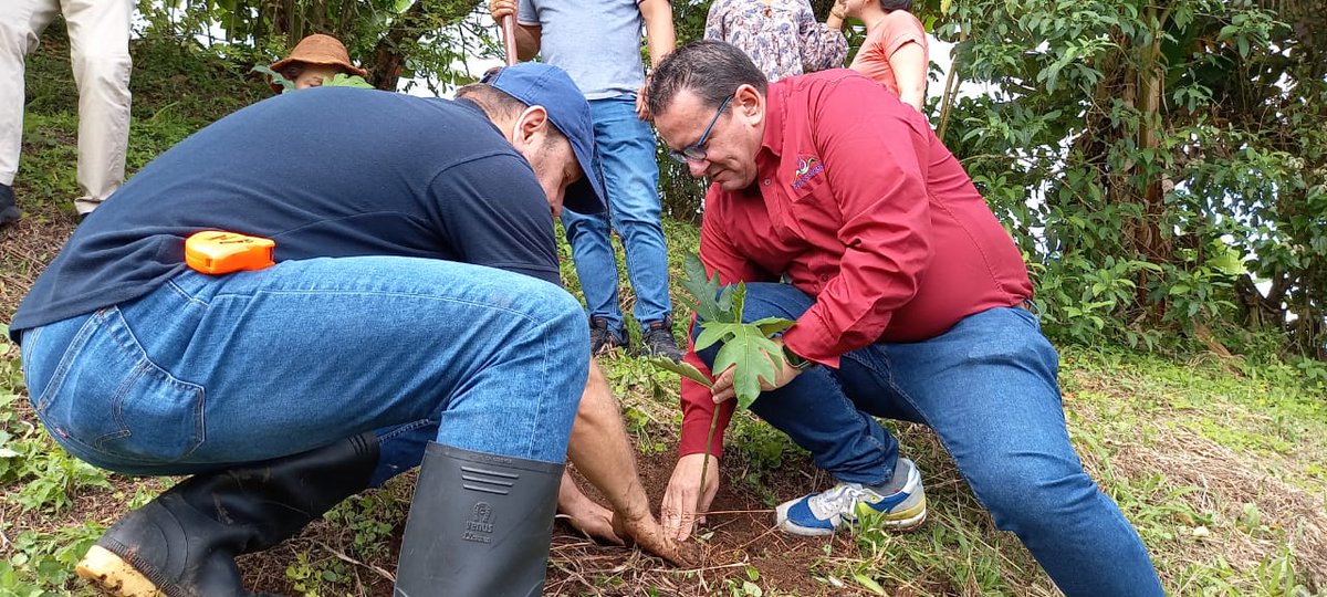 jdavidarangog's tweet photo. Como parte de la caravana ambiental en la subregion  Occidente Prospero, se llevó a cabo la siembra de🌲 árboles en la vereda Maraprá del municipio de #Anserma. ⬇️🧵 https://t.co/HPXH3GPpqV