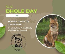 #WorldDholeDay Dhole  the Wild Indian Dog-no one seems to know about them. I won’t say no one cares, it's just outside their home range very few people know what a dhole is. In captivity, there are less than 50 zoos that house dholes in the world. Its a endangered species.