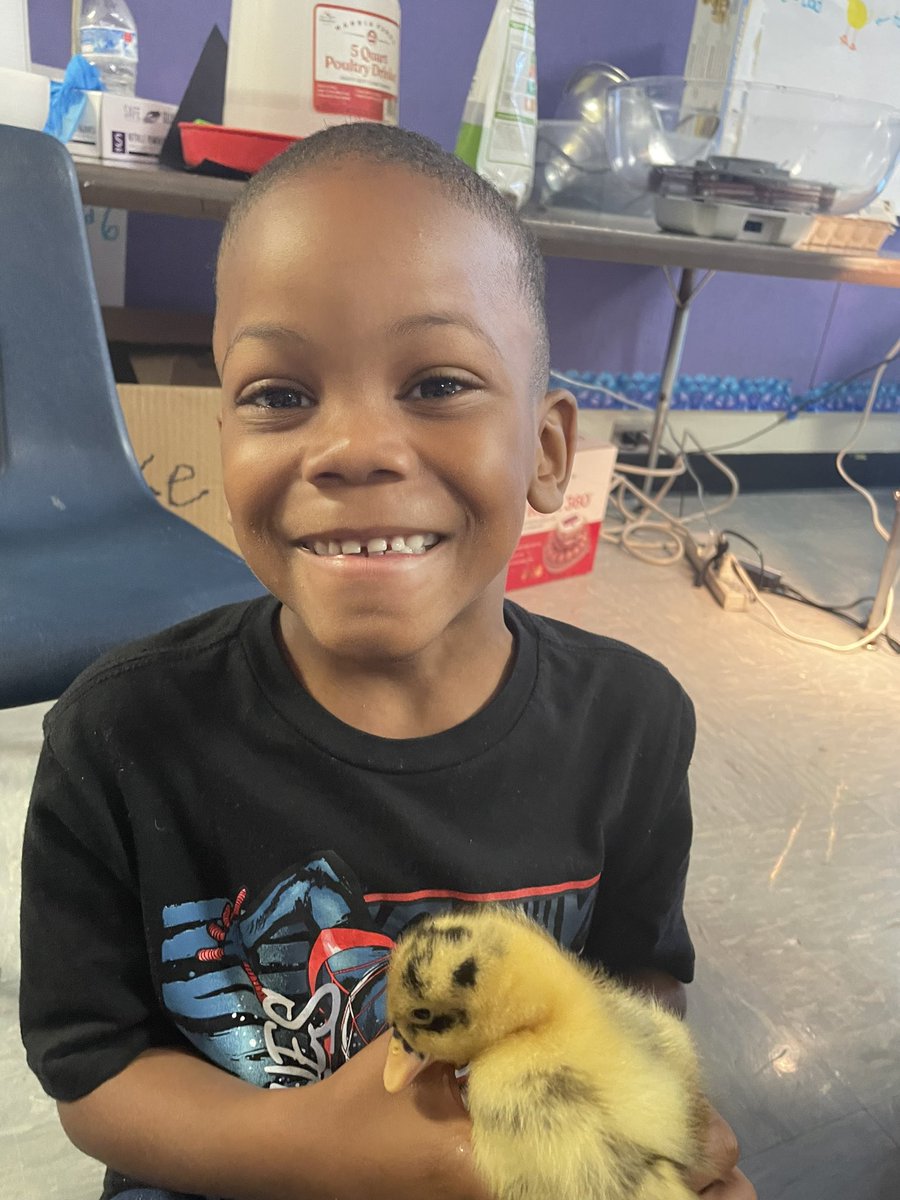 Jamie Blake (@teachinginrva) on Twitter photo Last week we said goodbye to our Ducklings b4 they went off to their forever homes on two different farms. The kids were so sad to say goodbye ☹️. It’s been such an amazing experience for these kiddos!It’s favorite unit to teach each year - best learning experience 🤩 <a href="/SCESStars/">Salem Church Elementary</a> Last week we said goodbye to our Ducklings b4 they went off to their forever homes on two different farms. The kids were so sad to say goodbye ☹️. It’s been such an amazing experience for these kiddos!It’s favorite unit to teach each year - best learning experience 🤩 <a href="/SCESStars/">Salem Church Elementary</a>
