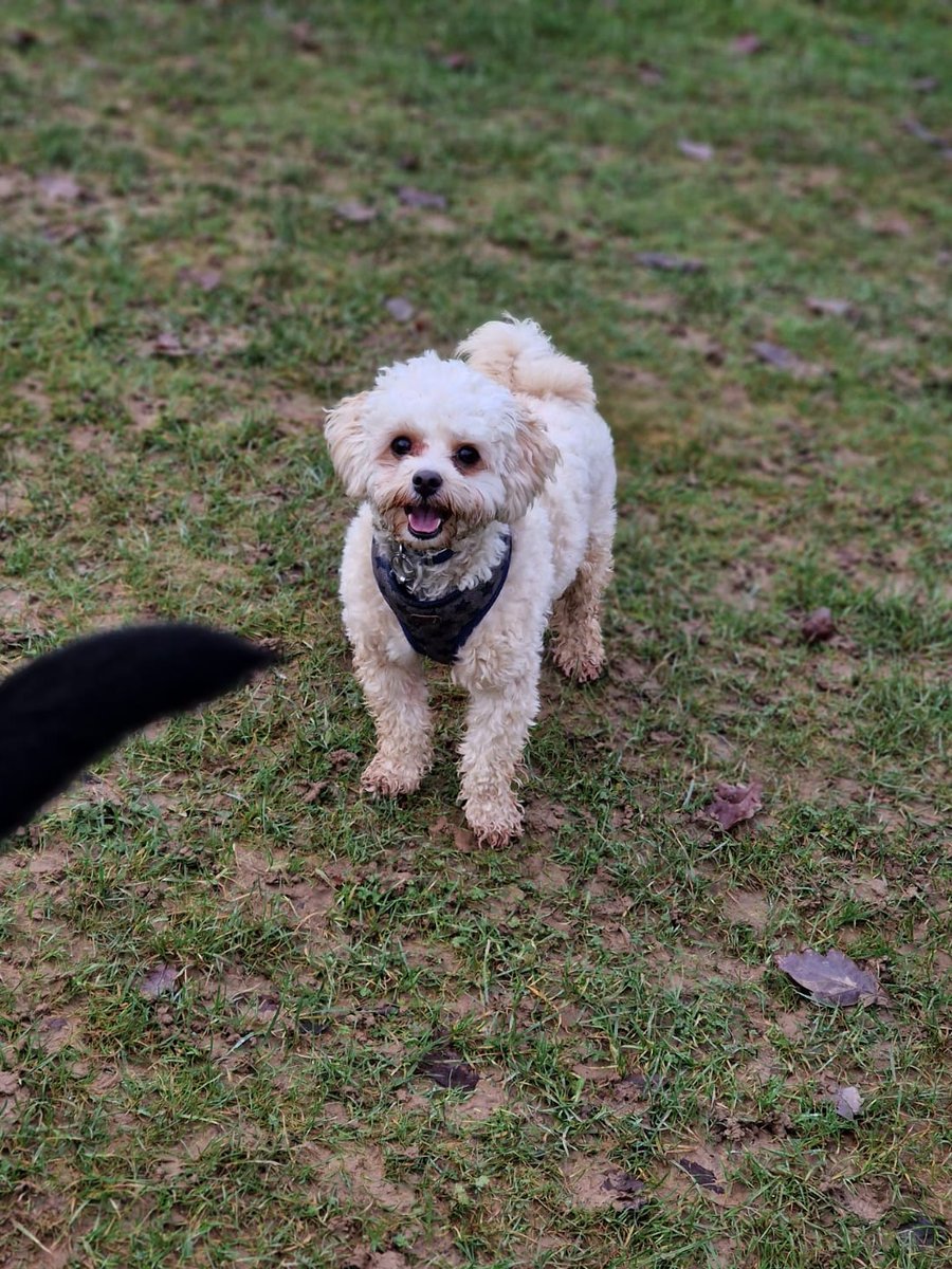 @MsLPrimary Cavapoochons are also super cute