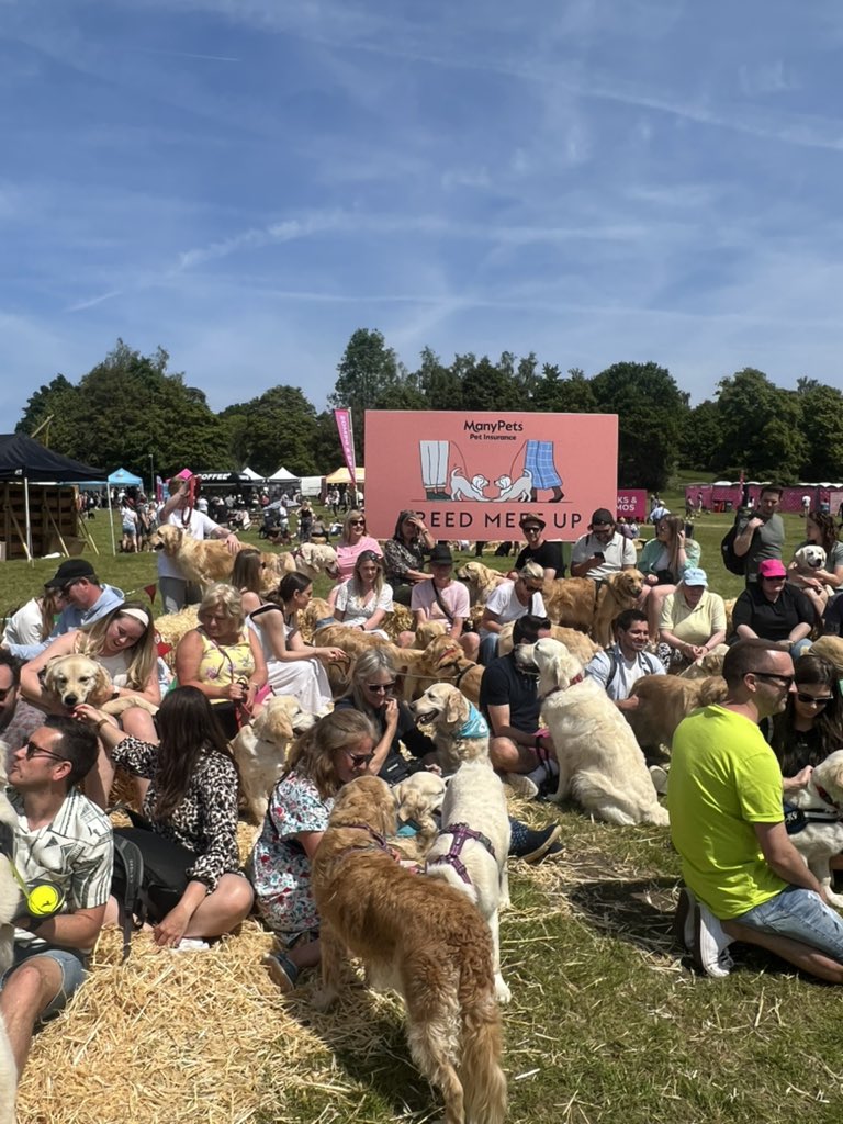 Look at all the stunning #Retrievers in our Breed Meet Up area 😍

@manypets_uk 

#dogfest2023 #loseleypark
