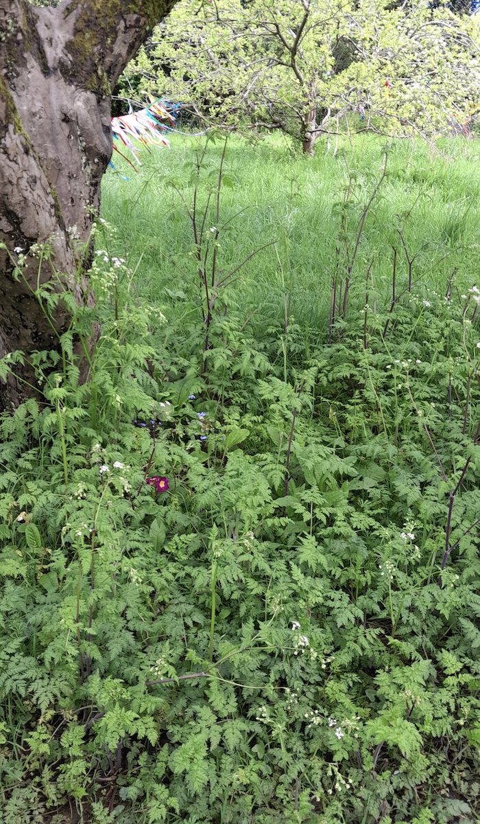 #NoMowMay is almost over.

🐝Aside from creating access paths for our participants, the mowers have been locked away for May - it's been wonderful to see all the pollinators enjoying it. 

🌸 It has also been great seeing all the new wildflowers on our lawns! #Greenspaces