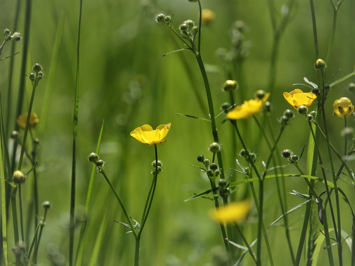 Beautiful Meadow Buttercups thriving on a local grassed area... a pretty sight on a sunny day like today!💛 #NoMowMay #NoMow #LawnFlowers #WildflowerHour #nature #wildflowers #TwitterNatureCommunity