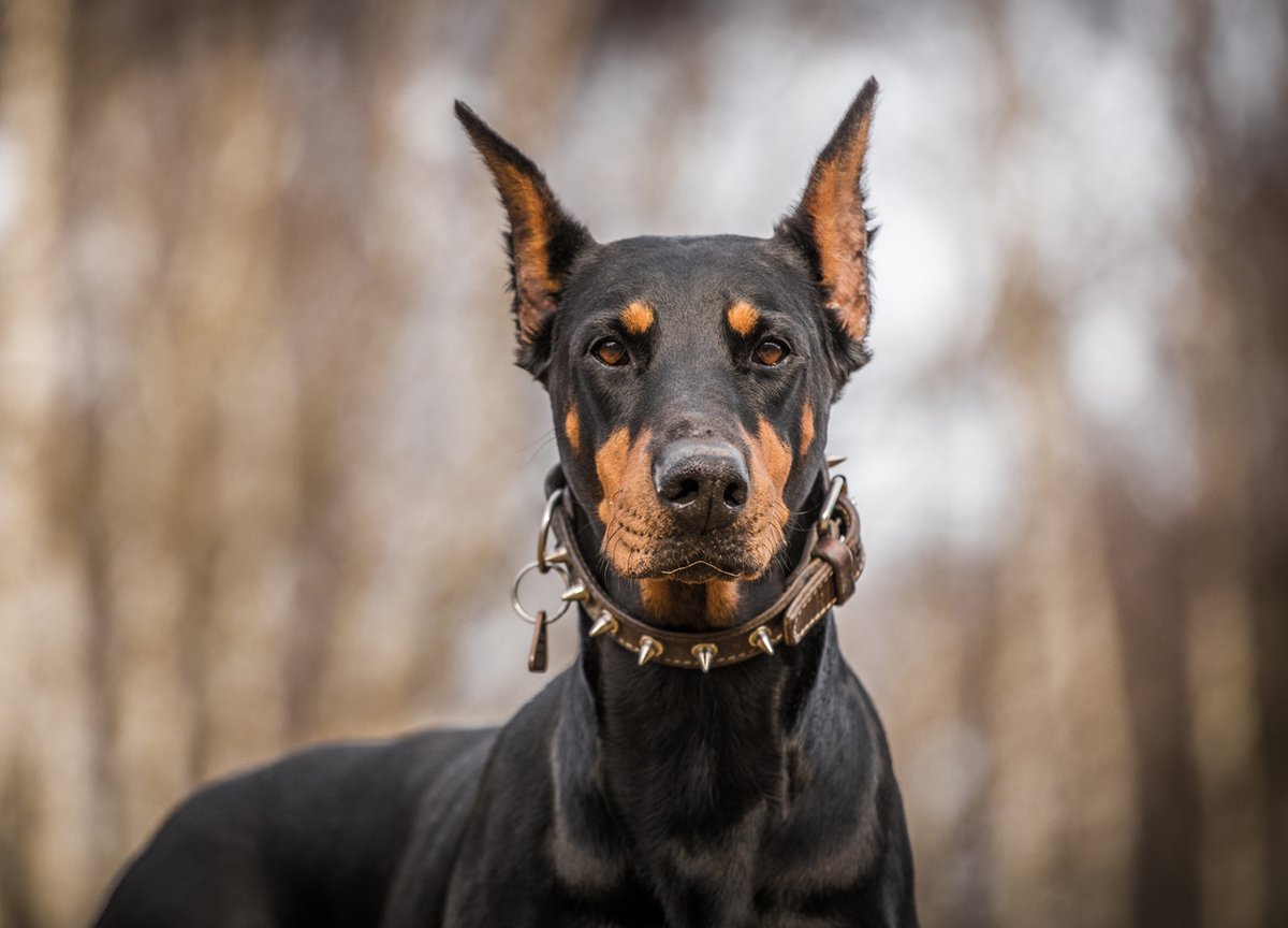 Best dog breed for #HomeDefense? Sit, stay, and check out our top 6 options: tinyurl.com/2mbxkvo6
