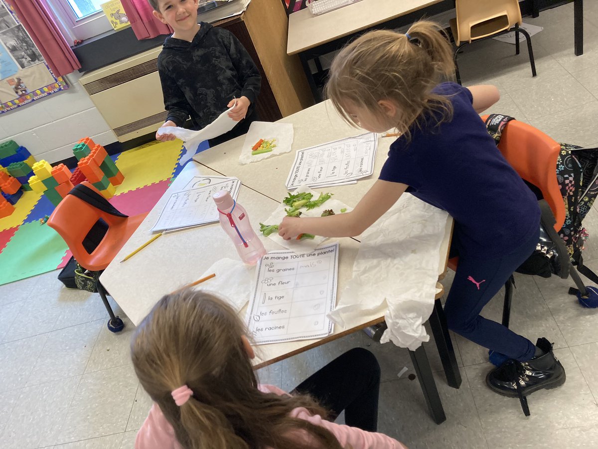 MsYoungSHA's tweet image. Always one of my favourite activities when we learn about plants - eating all of the parts! We tried stems, leaves, roots, flowers and seeds with mixed reviews! 😋🥕🥬🥦🌽 @SHA_NL @LetsTalkScience