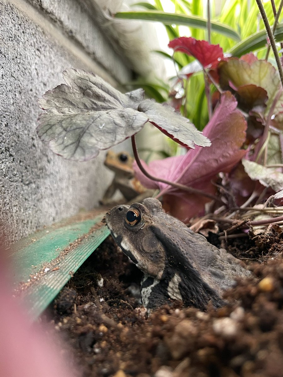 カエルランドにて
#ヒキガエル　#2021春生まれ　#オタマジャクシから　#toad #Kröte #bufojaponicus #bufo #アズマヒキガエル　#蟾蜍