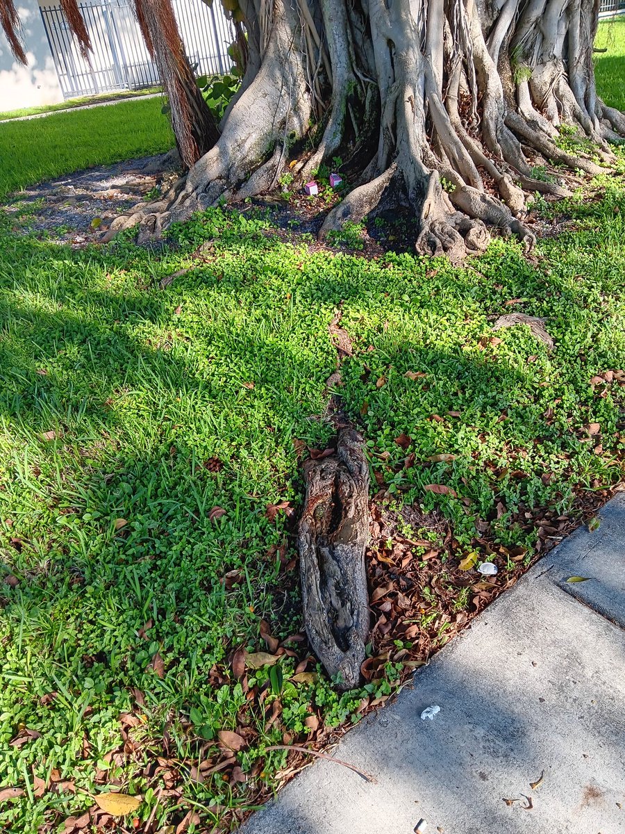 In them older days, them early folks, some say, worshipped them. They even left little gifts so that them tree roots don't snake into them's houses, like this feller in the picture is a wantin' to do. Today, some folks here still do the same, but fer other reasons. 🤨 #OurCounty