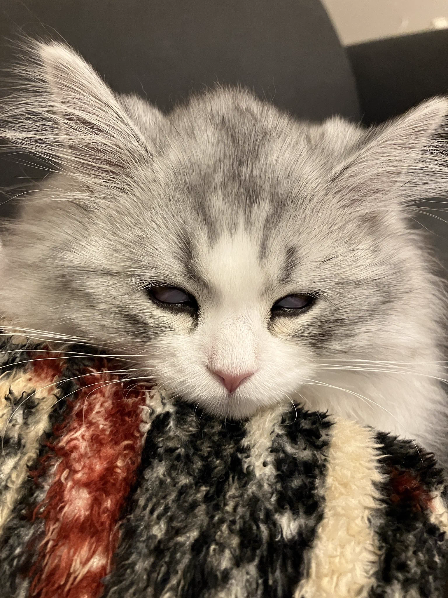 @yajima_en 猫はよく半目や白目で寝るからね😊 