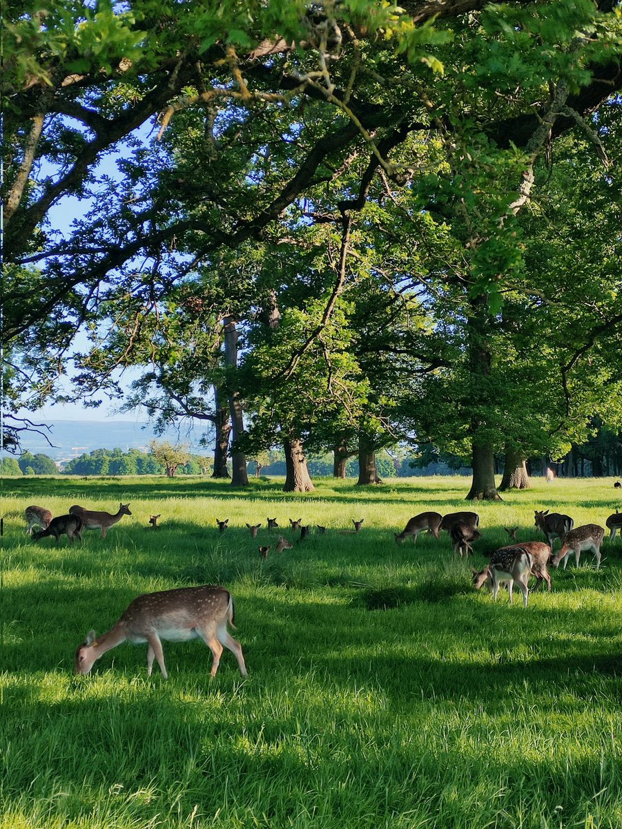 Love these Sundays at Phoenix Park
#Dublin