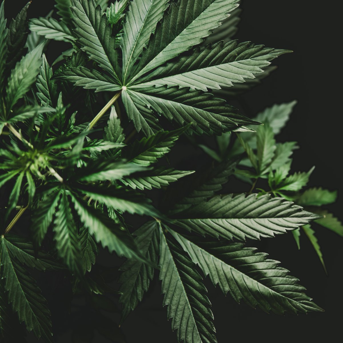 Urbn Leaf tweet media