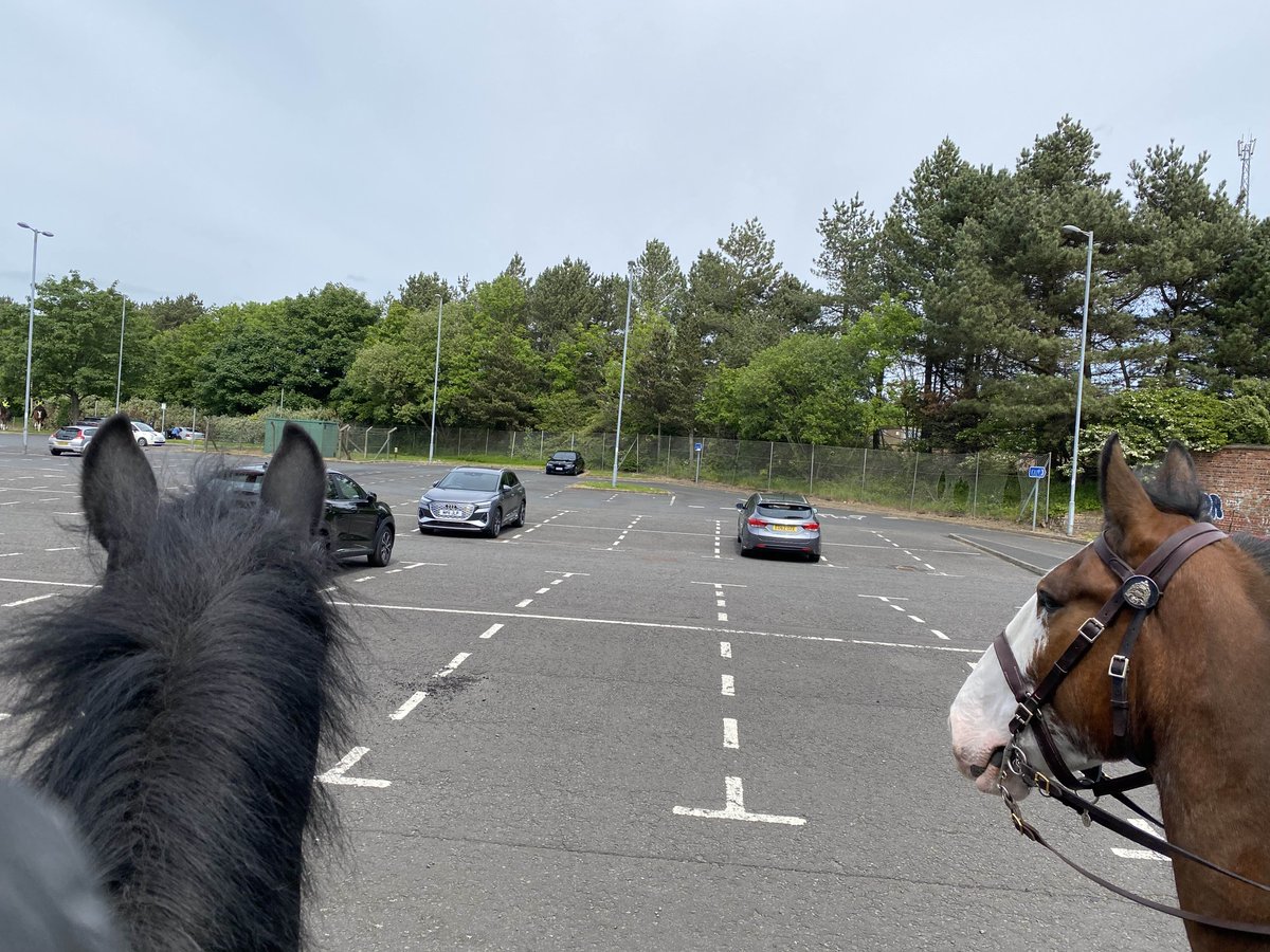 PH Strathaven and Nairn look happy to see their friends arriving back at the horse box. Can you see the other 2 horses? #Friends #HappyHorses #BonusPointsIfYouSpotAllFourHorses #HideAndSeek #KeepingPeopleSafe