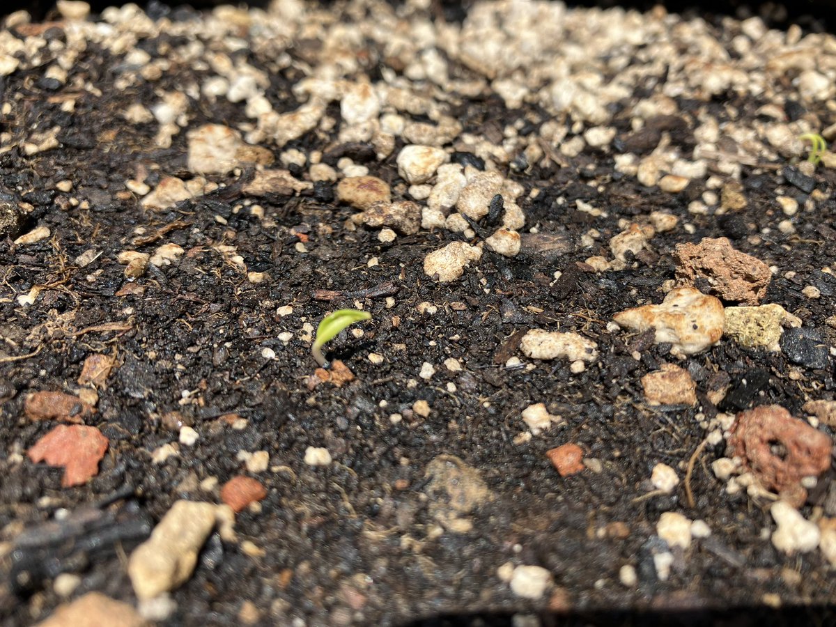 Alexander Huras tweet media