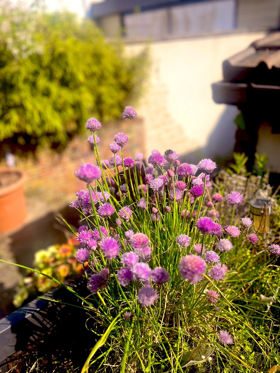 Photo unique de mon potager de ciboulettes #garden