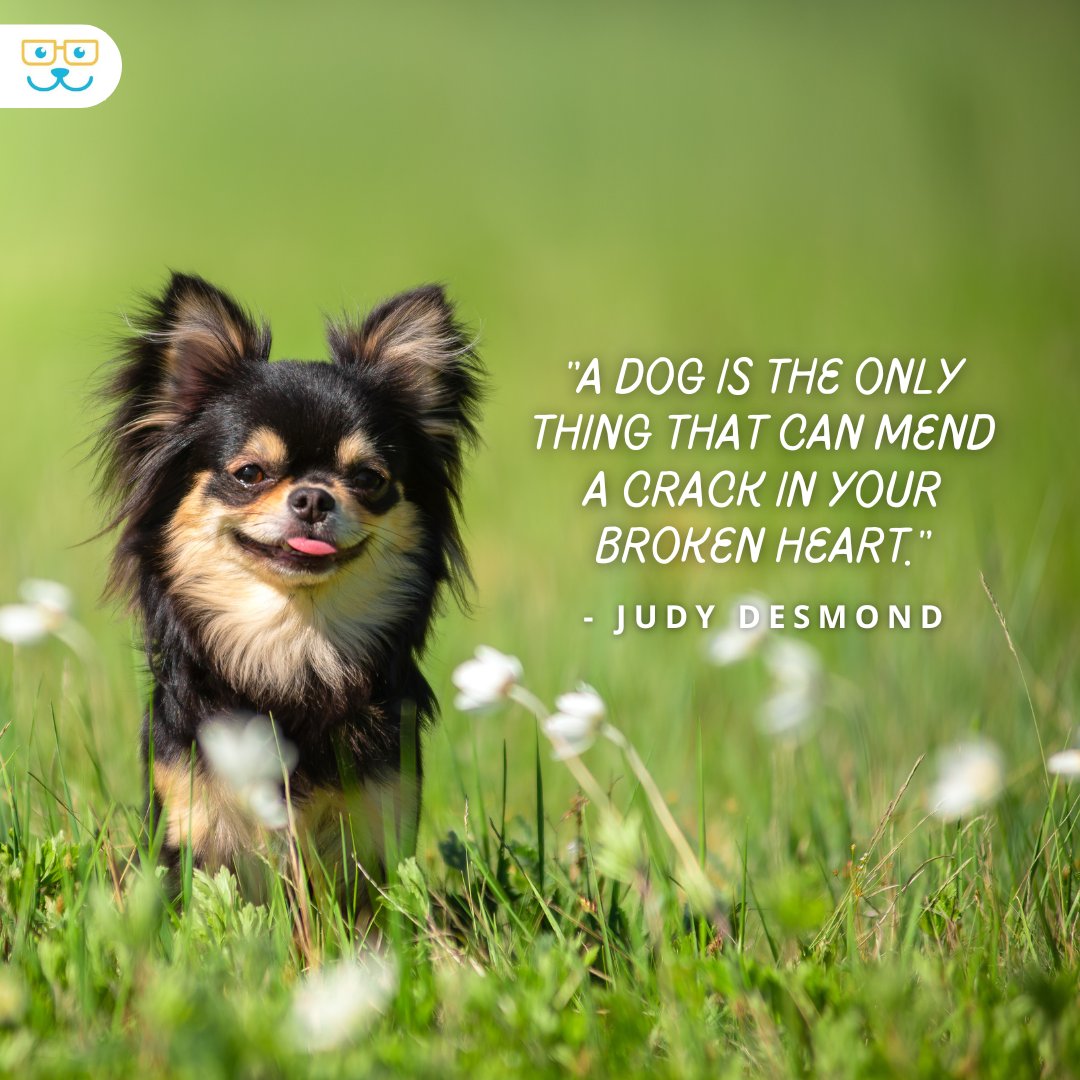 Dogs are the best! 

#dogquotes #doglove #willowbrookveterinaryhospital #tigardor #oregonveterinarians