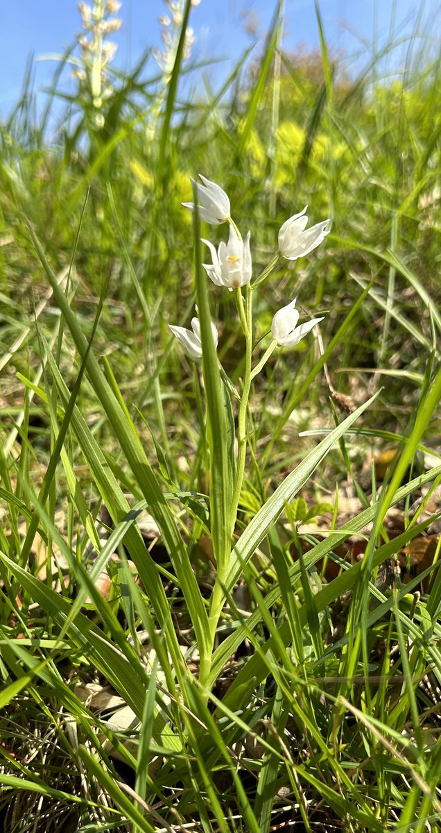strev63's tweet photo. 28/5/23 Rodborough Common. Although the larger plants are going over, still a couple of lovely smaller sword-leaved helleborines on the bank. @ukorchids @Britainsorchids #orchid #rodborough https://t.co/cHv2QFiwy7