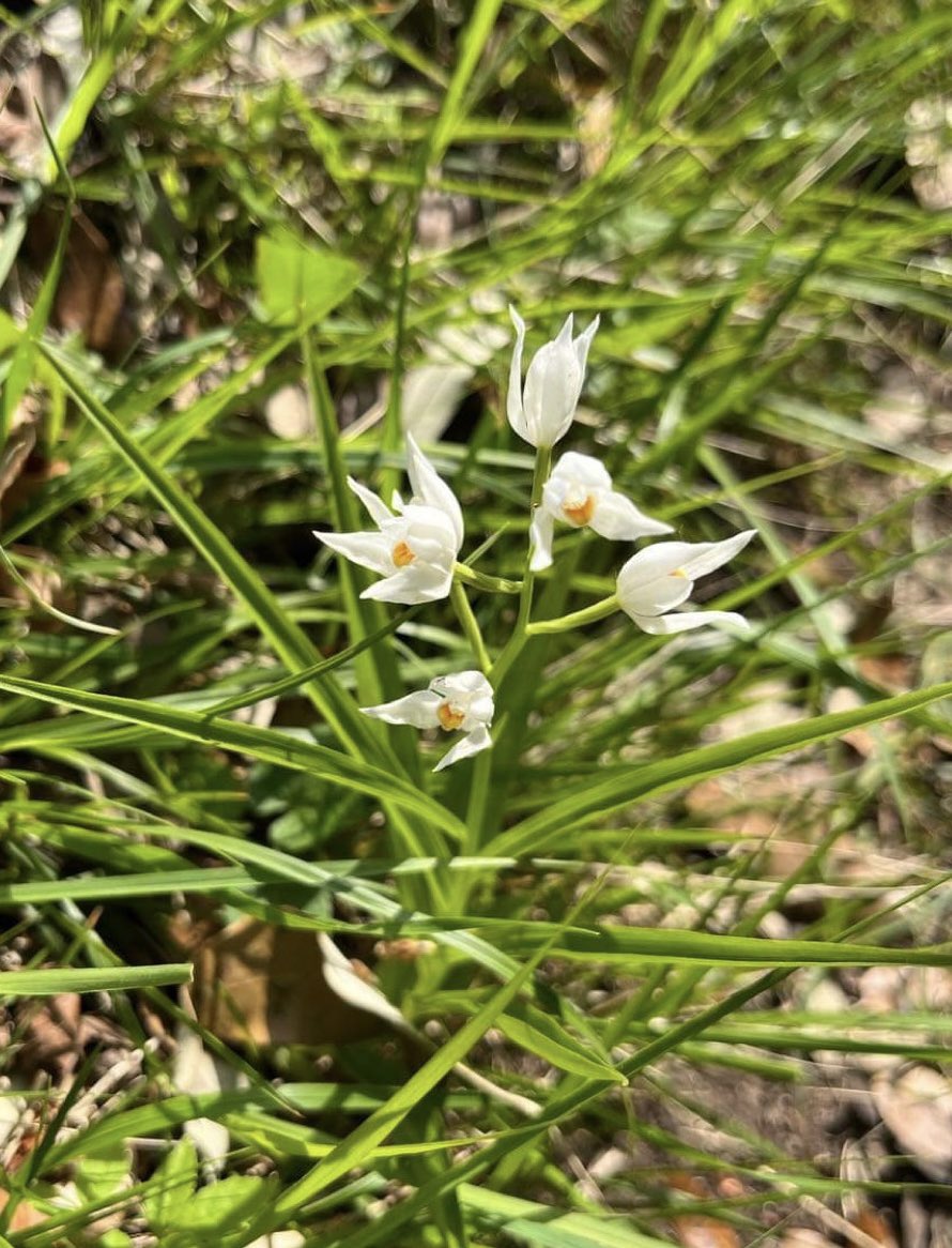 strev63's tweet photo. 28/5/23 Rodborough Common. Although the larger plants are going over, still a couple of lovely smaller sword-leaved helleborines on the bank. @ukorchids @Britainsorchids #orchid #rodborough https://t.co/cHv2QFiwy7