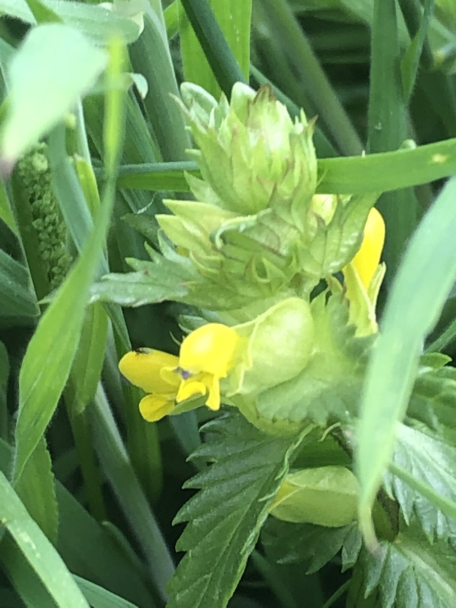 I’m hoping this is yellow rattle? If it is my rewilding the orchard is going better than I feared.
