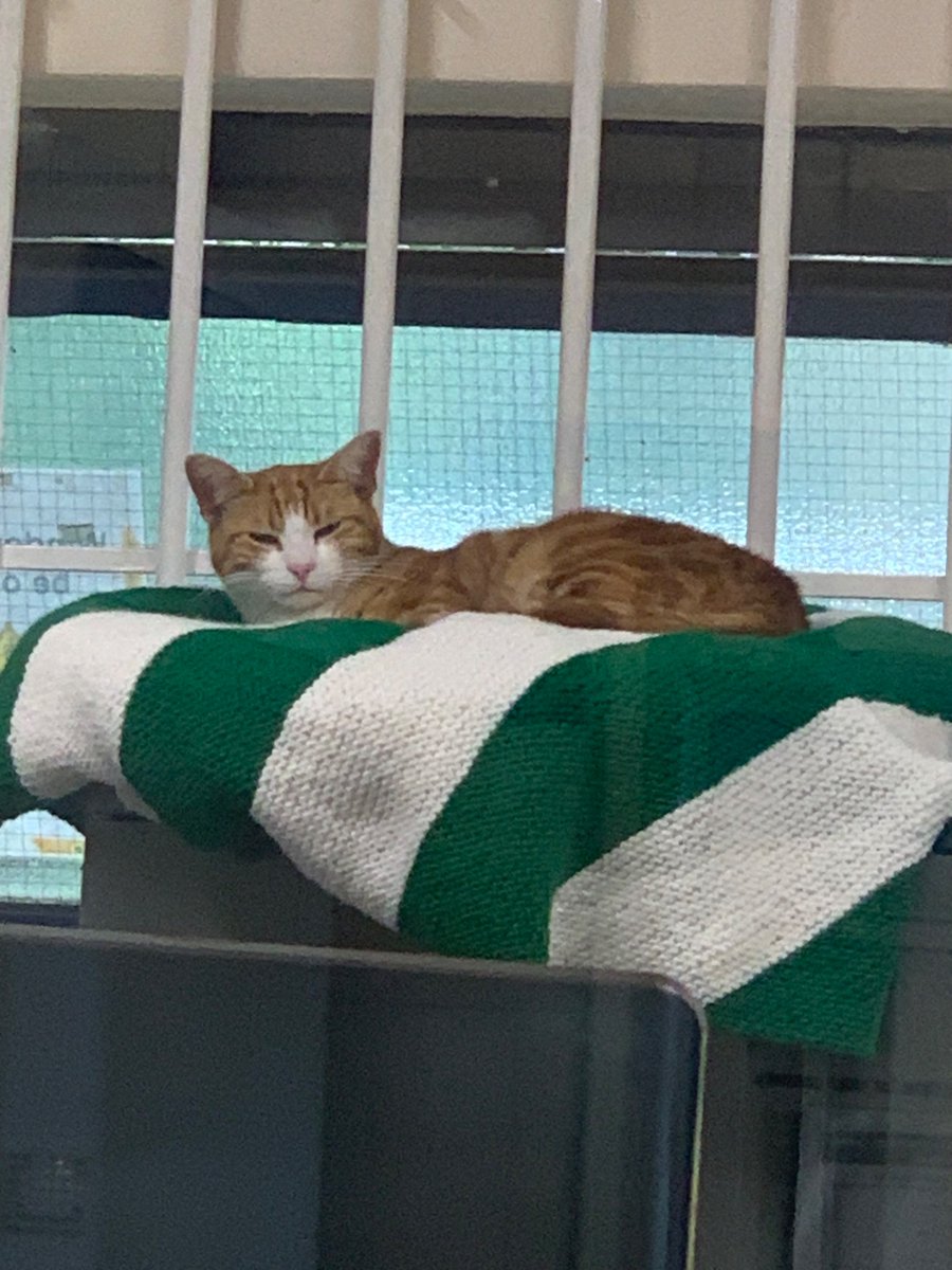 Lovely to see you for real <a href="/TheStourbridge/">George The Stourbridge Junction Station Cat</a> 🧡 Sorry for interrupting your morning nap though…you didn’t look too impressed but you did make three little girls very happy! 🤭