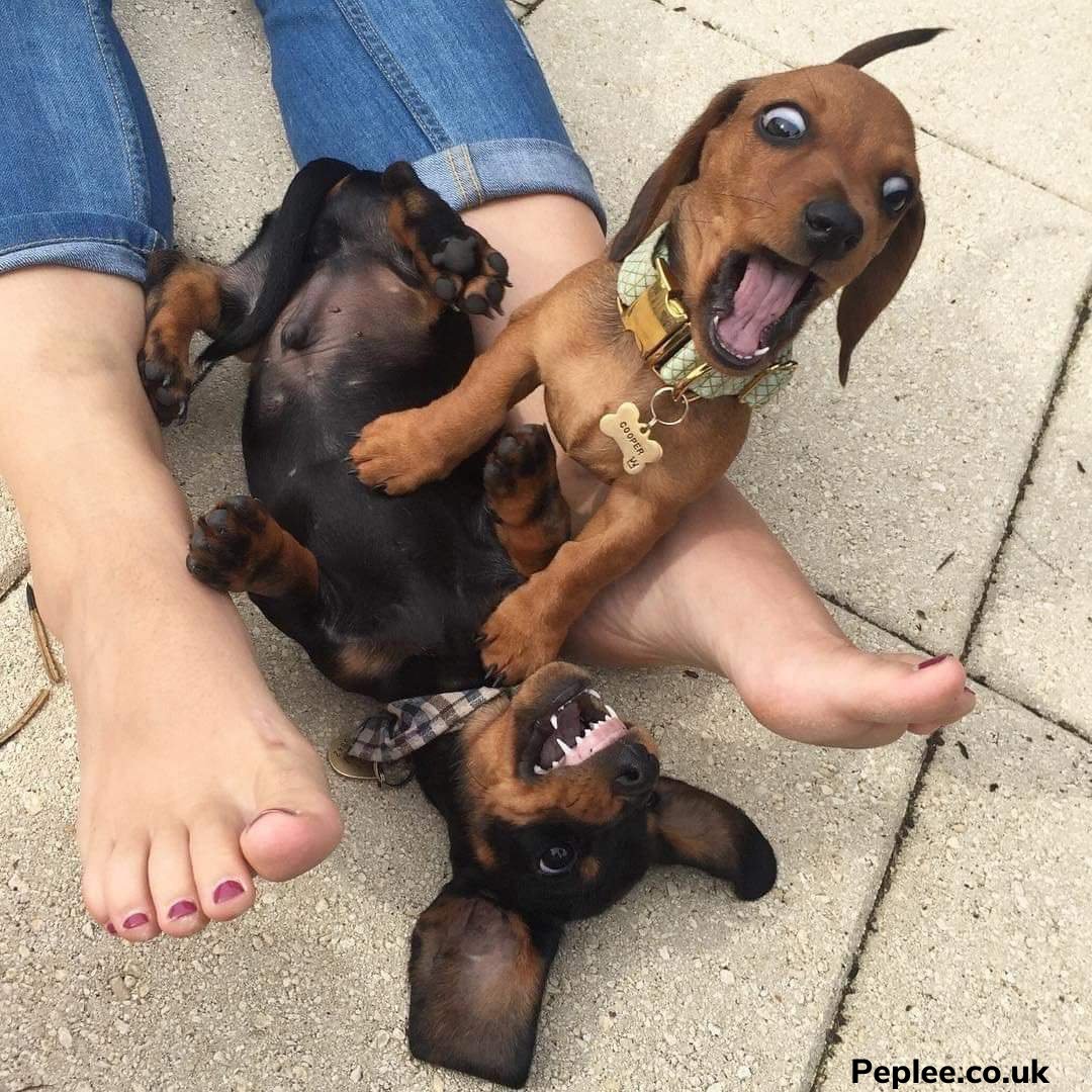 When you realize the 'bark' was bigger than the 'bite'! 😂🐶🐾 These two furballs sure know how to put on a show, but deep down, they're just playful pups having a friendly wrestling match. 
#peplee #petwellness #dogs #playfulpooches #friendlyrivalry #doggydrama