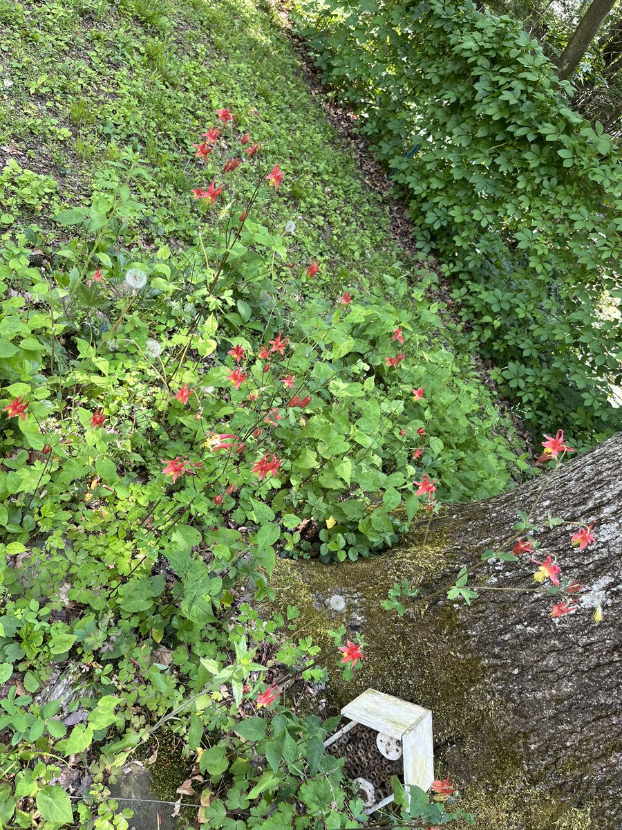 This is Columbine…
A beautiful wildflower..
Think of that when you hear the word Columbine 
Not the ugliness that happened at that high school 
#promotepositivity