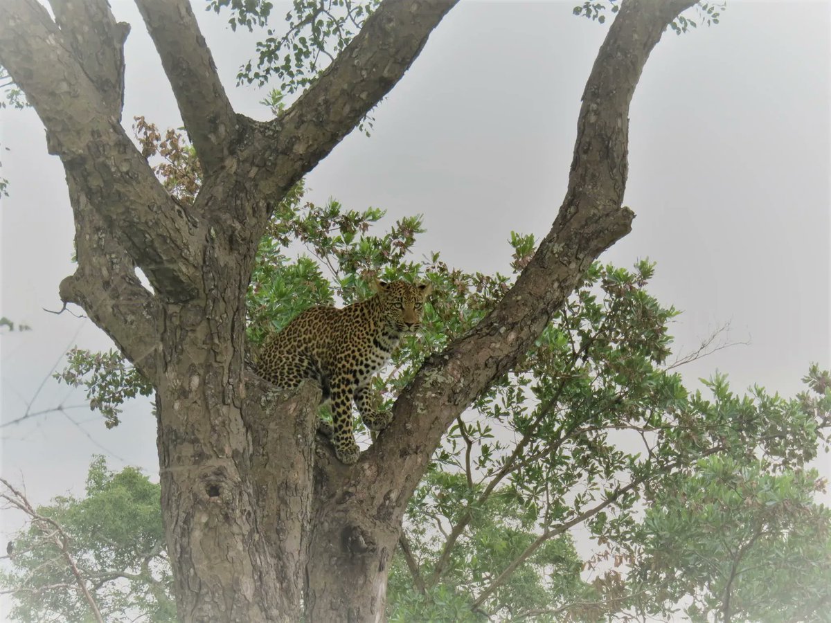 Beautiful young leopard posing for a photo in a beautiful Marula tree at Nkoro Bush Lodge in the Sabi Sand. #SightingSunday #Nkorho #SabiSand https://t.co/oWbVS7F0AK