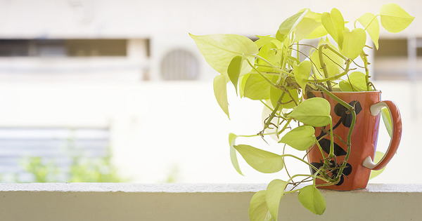 Can houseplants make your new house feel like a home?

#missourirealestate #missourirealtor  #stlrealestate #stcharlesrealestate #realtor #realtorlife #buywithme #sellwithme #mompreneur #stcharlescounty #florissant #lakestlouis... mortgages.com/buying-your-fi…
