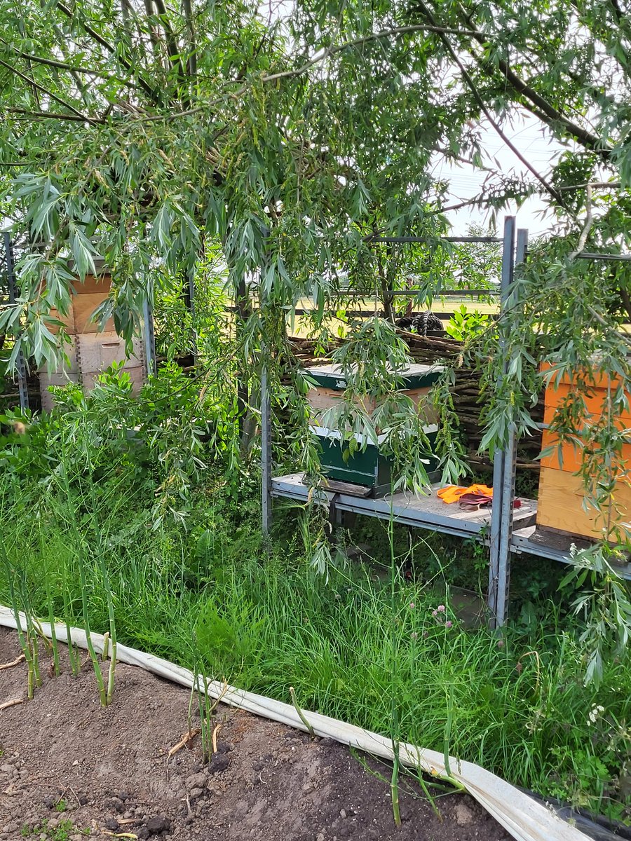 JlpvanRhee's tweet photo. #Pinksteren #bijen #zwerm geschept ...welkom bij #imkerij #moestuinmaesfeld #Baarlo #Limburg https://t.co/BDZUYqA5zM