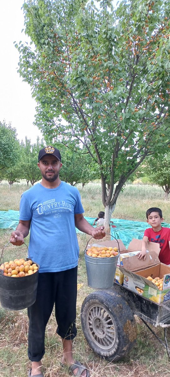 SherDavlatov's tweet photo. Every year the fruits of this garden are offered to people for free. This work was bequeathed by the owner of the garden. Now the children have been fulfilling their father's will for about 10 years. Temurmalik district, Khatlon region https://t.co/h3bVQArKZ7