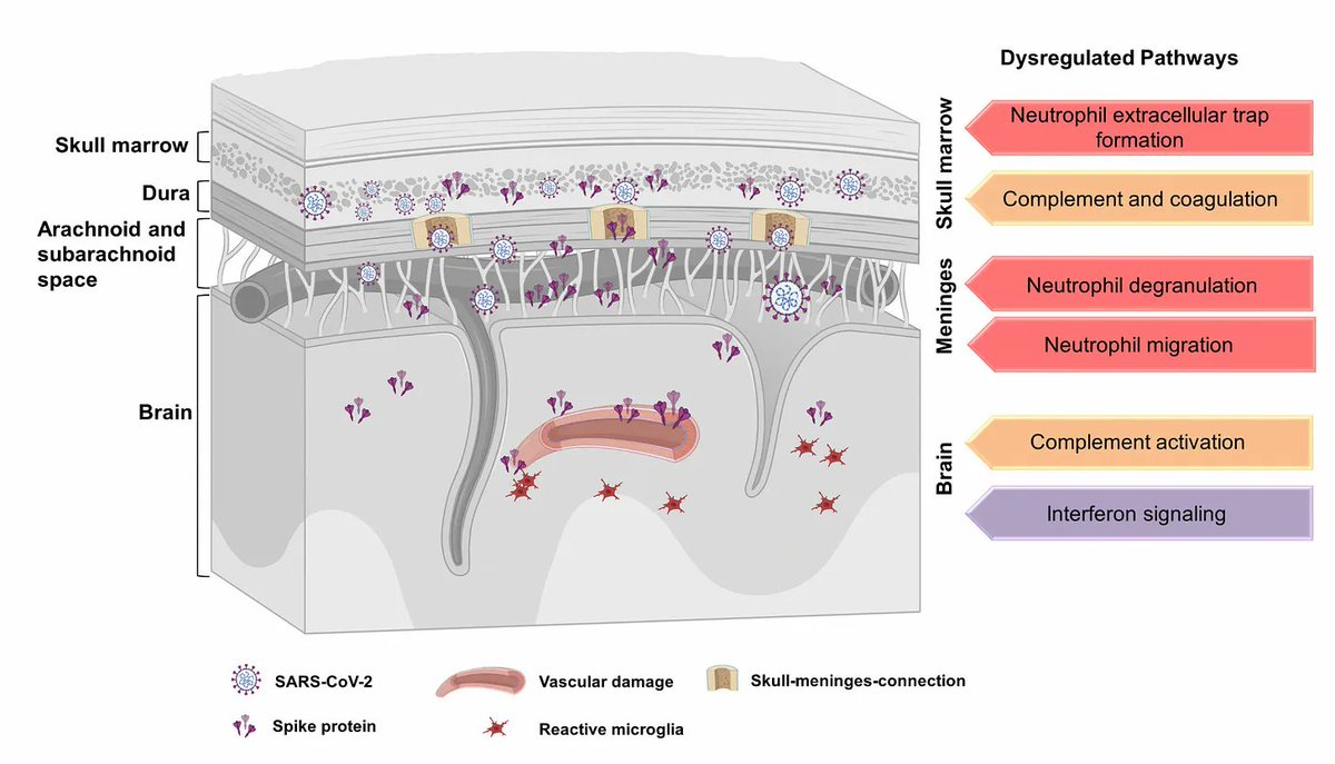 The Brain and #LongCovid
I reviewed and contextualized 2 new important German studies and their findings of persistent neuro-inflammation even after mild Covid.
 erictopol.substack.com/p/the-brain-an…