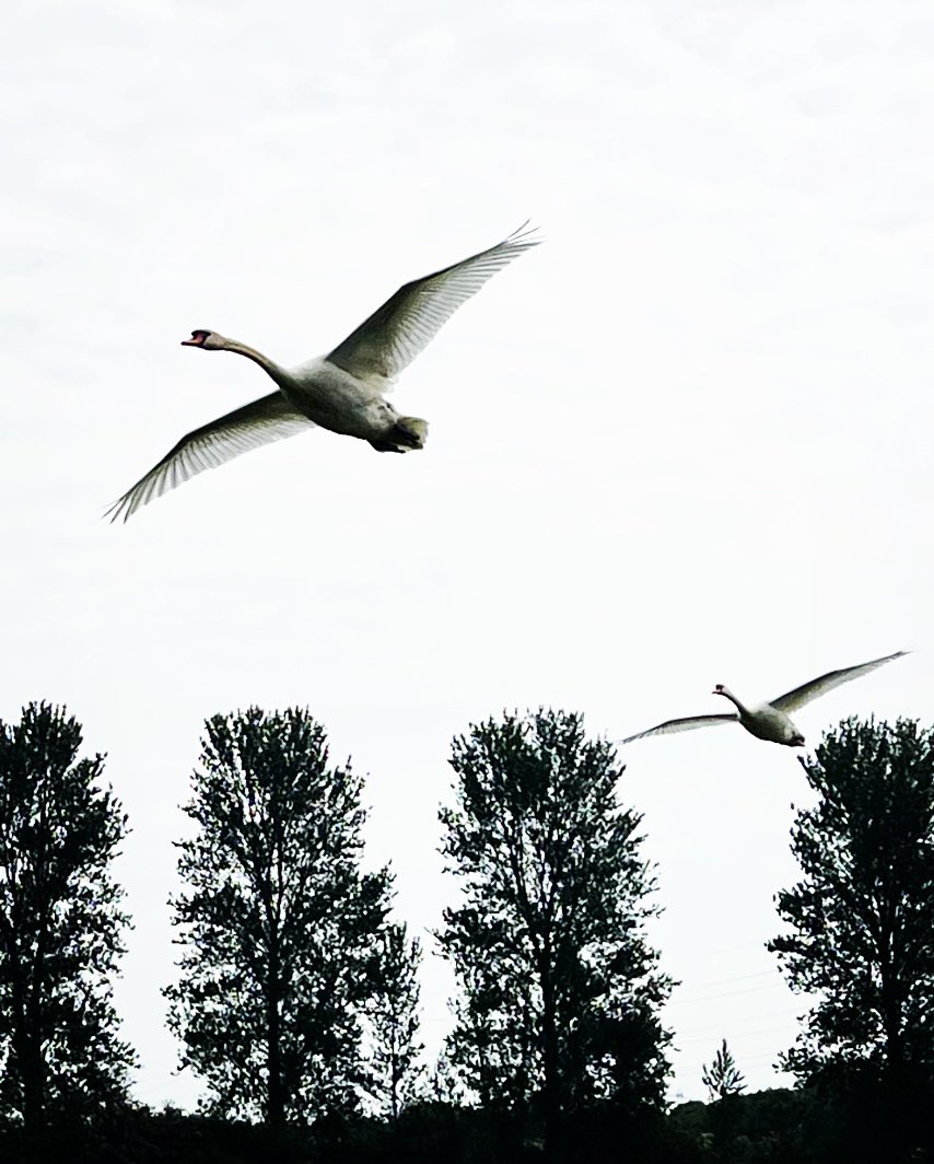 Swans in flight. Caught on a walk this morning in Northamptonshire. #swans #Northamptonshire #nenevalley #nature #Swan