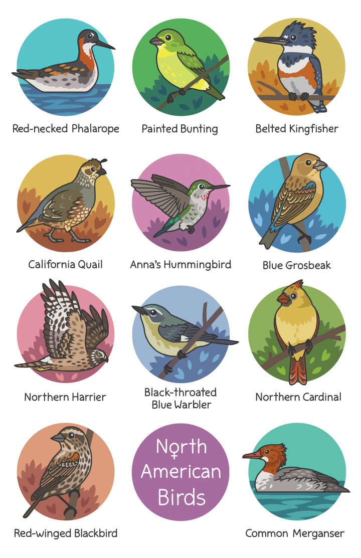 Happy #FemaleBirdDay! How many of these birds would you recognize without the names?
Thank you to the Galbatrosses for starting this event. Here's more about it: femalebirdday.wordpress.com
You can get this poster here: topatoco.com/collections/ro…