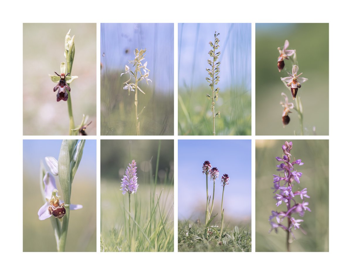 Orchids I have met this week. Fly, Butterfly, Twayblade, Fly x Woodcock (or Bee?), Bee, Common Spotted, Burnt & Chalk Fragrant. 
#wildflowerhour