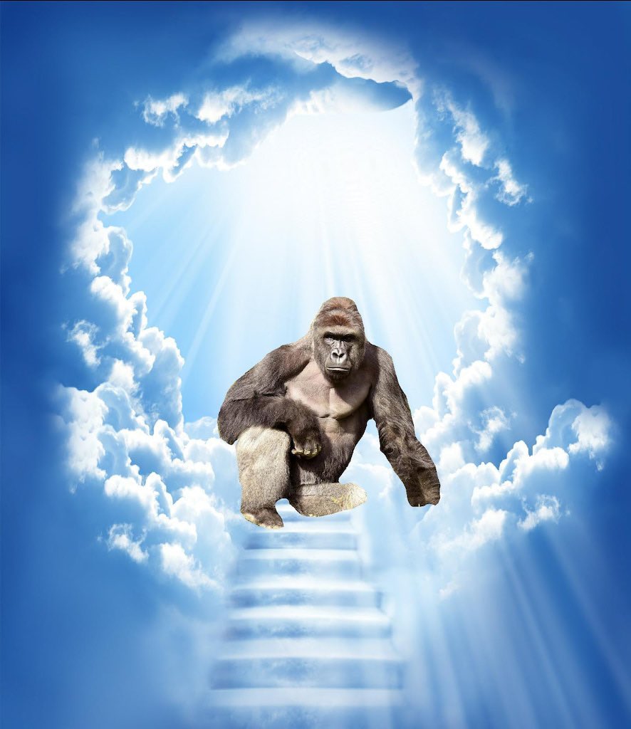 alx's tweet photo. Seven Years Ago Today we lost Harambe https://t.co/NUG5gLYjiH