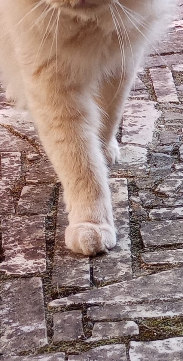 Wish i could walk with you for ever. #lovestrays #lovecats #catsofsunday #cakimela #lovelypaws #loveanimals #endlesslove #helptohelp #catoftheday #catsoftwitter #lovehavenolimit