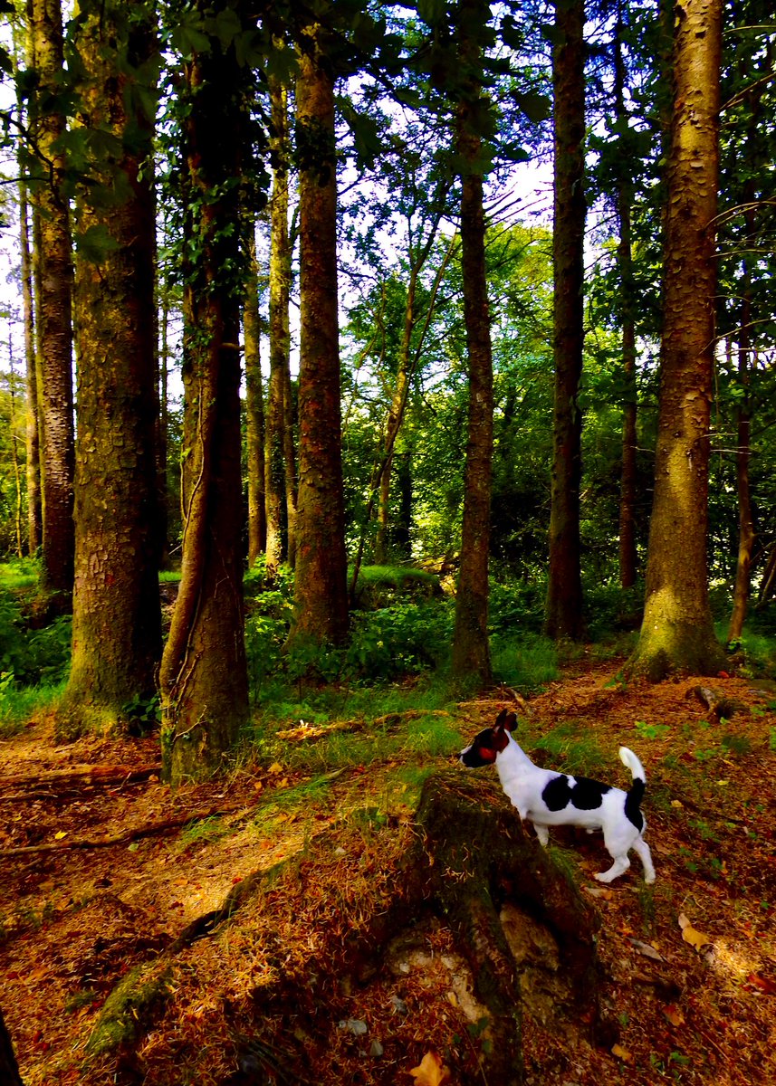 AledHall's tweet photo. Joio yng nghysgod y coed tu ôl tŷ heddi… #Twm❤️
Enjoying in the shade of the trees on the farm today…#Twm❤️
@ThePhotoHour
#Intheshade
Hope you’re all enjoying your bank holiday x https://t.co/wt1LXHY6NP