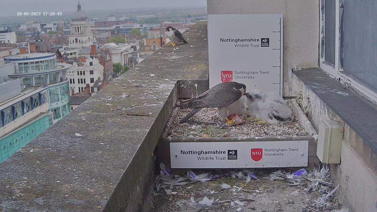 NottsFalconcam tweet picture