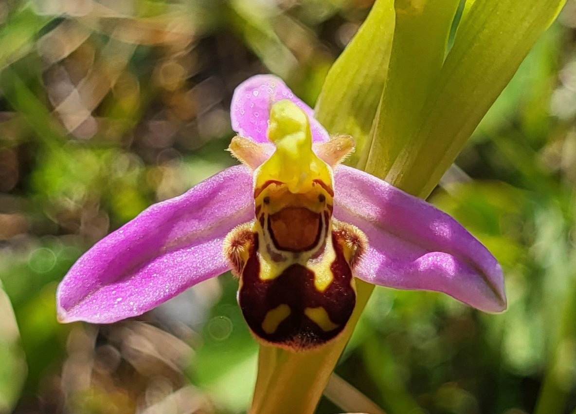 Don't think I've ever seen a happier looking flower!! A Bee Orchid in the Burren National park, County Clare, Ireland.