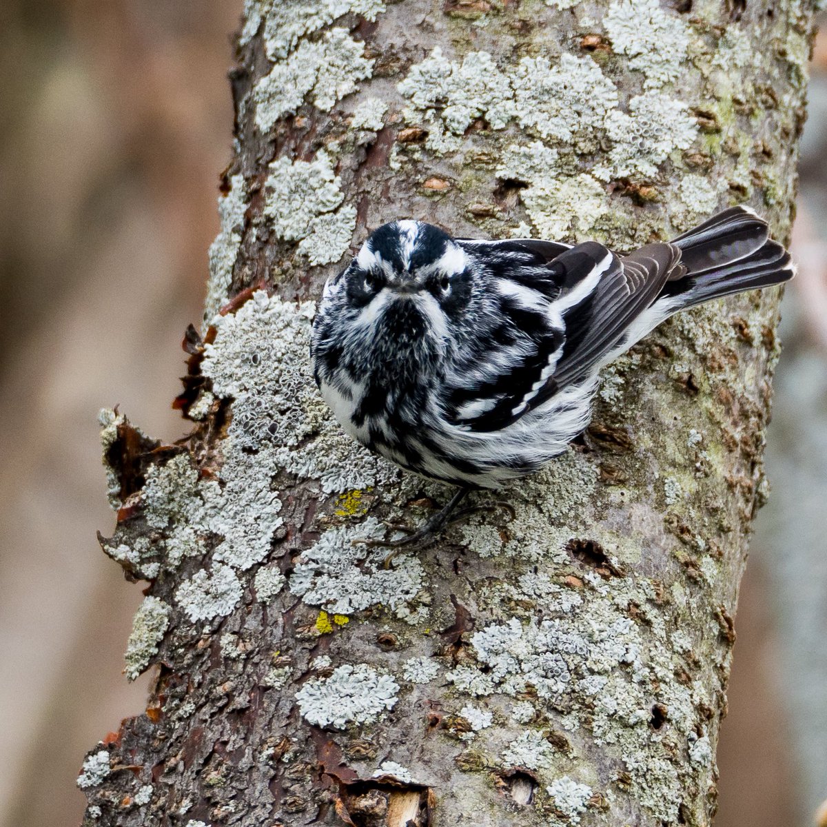 Loving the lichens and this Black &amp; White Warbler's not too shabby either! 😉 These upside-down goofballs compensate for color with zebra-like patterns. Who's got your vote: Team Lichen or Team Warbler? Drop a comment with your pick! #NatureLovers #Birding