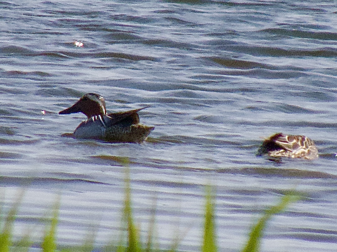 lidunka's tweet photo. What a day at the glory that is ⁦@RSPBMinsmere⁩ - broken my own records in time (>8hrs) and list (85) including the purple heron (no pic) and these: bittern, bearded tit, garganey (first ever for me) and stonechat #lovebirds #loveminsmere #stillnooriole https://t.co/oy66HoqJiz