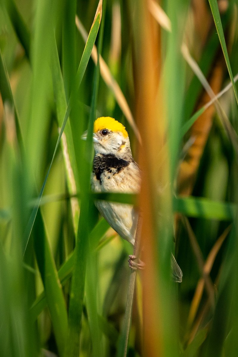 Black Breasted Weaver ..a very cute bird Indeed, shot on Sony A7iv with Sony 200-600mm ! #photography #ThePhotoHour #IndiAves #birdphotography #BirdsofIndia #birdwatching #SonyAlpha #SonyAlpha7iv #sony200600 #yourshotphotographer #natgeoindia