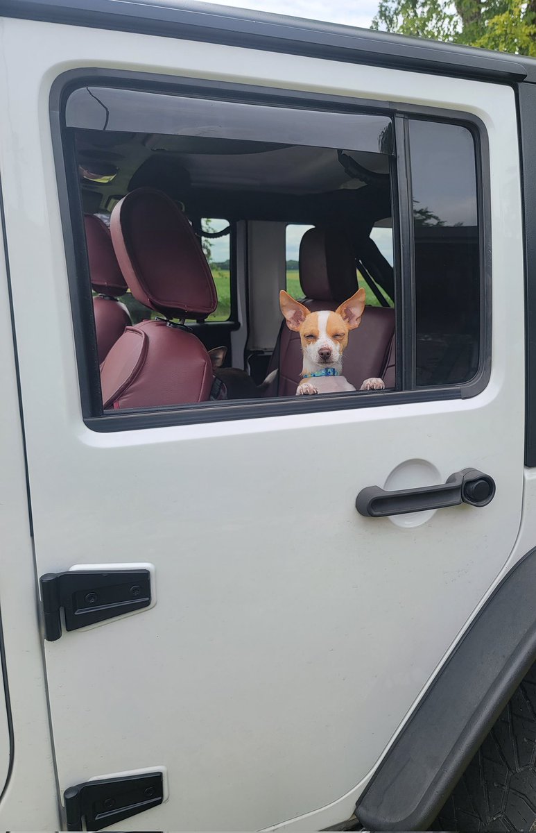 HankTheBestBoy's tweet photo. Little and I rolling in the jeep all summer long!! #OffRoadDogs #DogsOnTwitter https://t.co/yfQWgHpD68