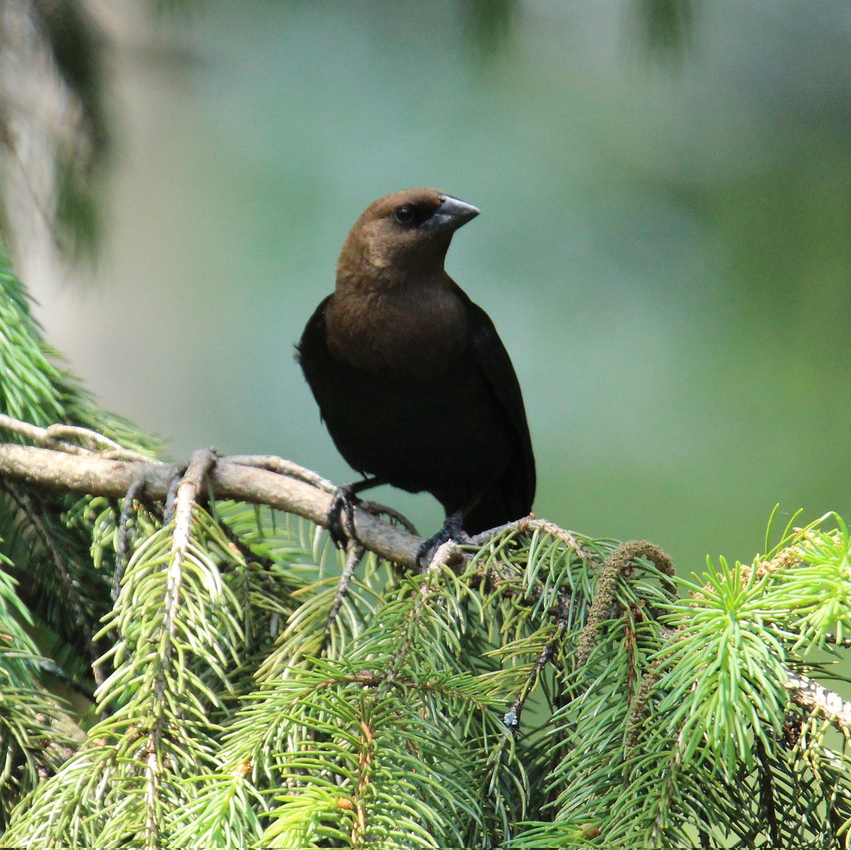 birdhouse_love's tweet photo. A male brown-headed cowbird pausing between feedings...
#brownheadedcowbird #cowbird #cowbirds #ohiobirdworld #birds #brownheadedcowbirds #ohio #malecowbird #malecowbirds #birding #ohiobirding https://t.co/5DO2d0m3Z8