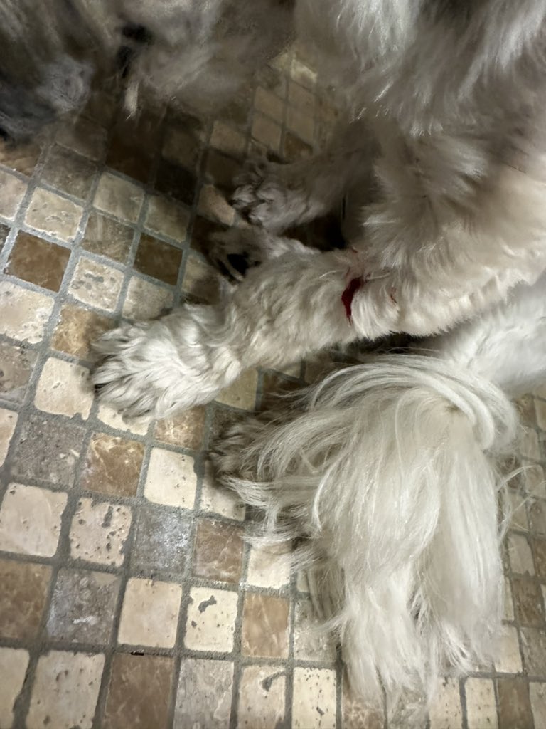 Andrew Kimmel on Twitter "Was walking my dog this morning and a