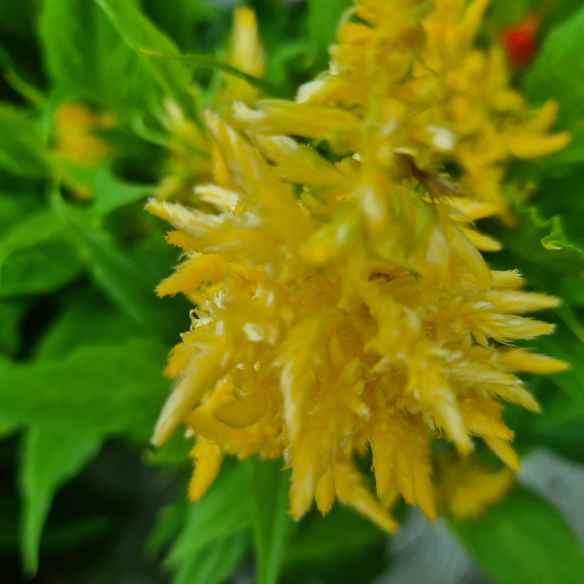 Sunday Yellow floral love.
#SundayYellow 
#staysafe
#beauthentic
@christinedemar 
@mickkellygrows 
@giyireland 
@EcoActiveSocial 
@TinypootIta 
@ecoireland 
@EireTrips 
@CarlowTours 
@Dublinheadshot 
@YourHolidayMag 