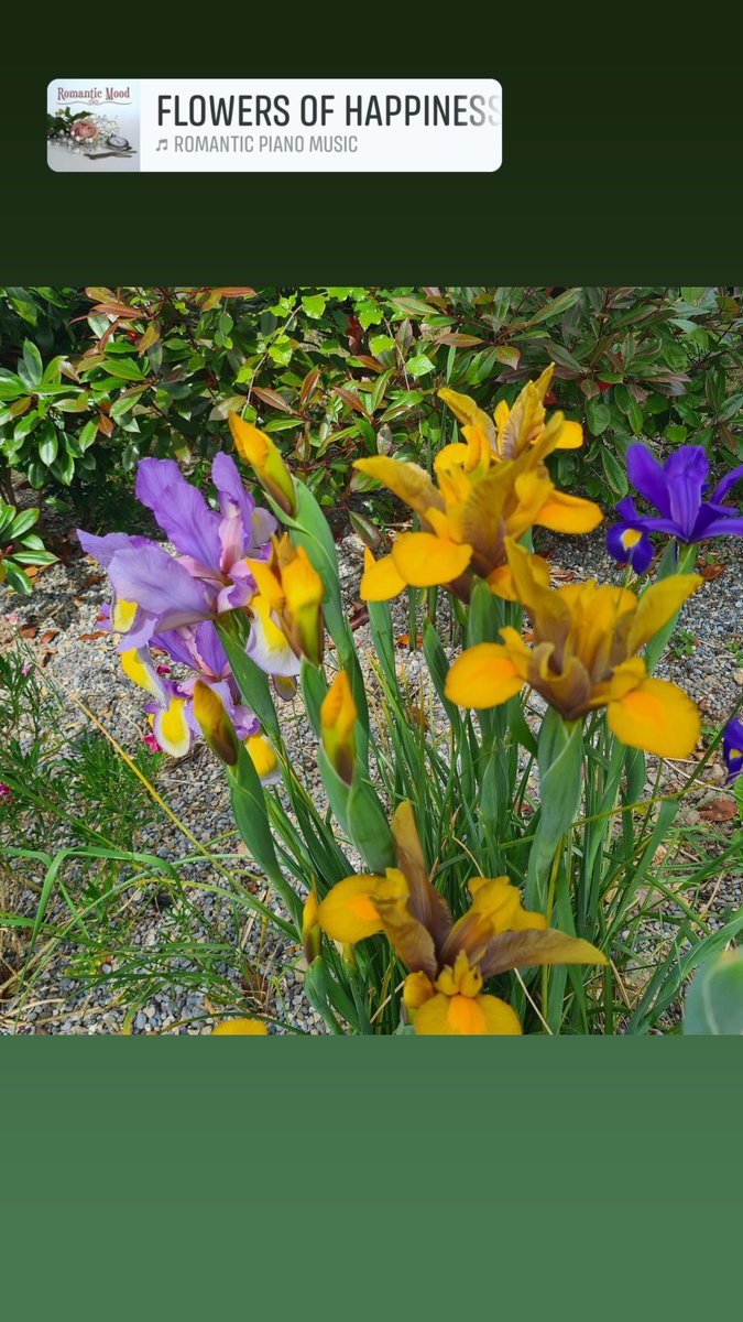 Sunday Yellow floral love.
#SundayYellow 
#staysafe
#beauthentic
@christinedemar 
@mickkellygrows 
@giyireland 
@EcoActiveSocial 
@TinypootIta 
@ecoireland 
@EireTrips 
@CarlowTours 
@Dublinheadshot 
@YourHolidayMag 