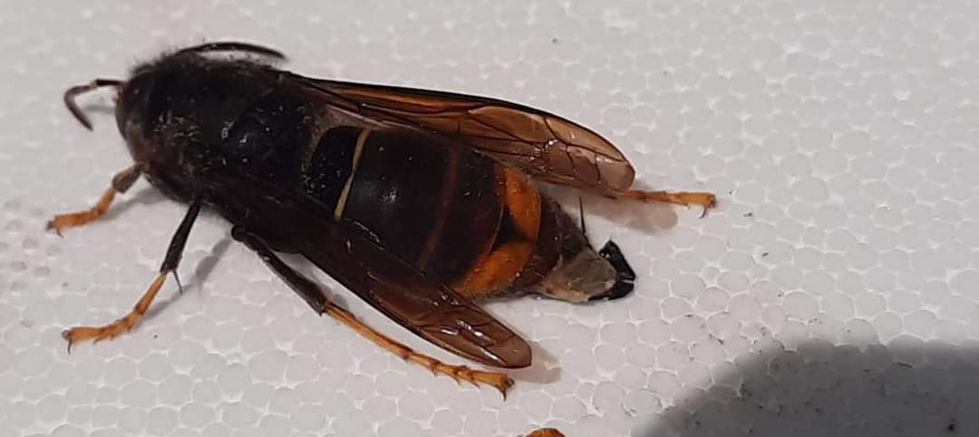 Unconfirmed report of Asian hornet near Canterbury, Kent, posted on Facebook by Melo Bees