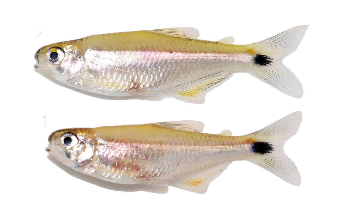 FishInTheNews's tweet photo. #NewSpeciesAlert - #𝐾𝑛𝑜𝑑𝑢𝑠 𝑏𝑜𝑟𝑎𝑟𝑖, a new species from the lower #RioTapajós basin (#Characiformes: #Characidae) #Stevardiinae #Amazonas #Tetras #JFB
🔒 https://t.co/4eAV4ZlM15 https://t.co/luisQmVbOh