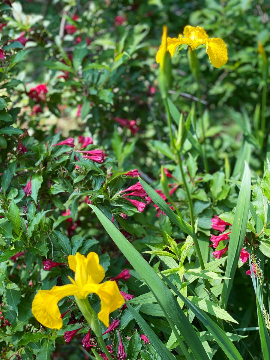 #YellowFlag #Irises are blooming. #Springtime #Flowers #Outdoors #Gardening #Garden #Plants #Iris #Spring #MyPlants2023 #plant #flowers #flowergarden #springblooms #springflowers #iris #plantlife #yellowflowers #yellowiris #flowerbeds #flowergarden #plantlover #springtimememories